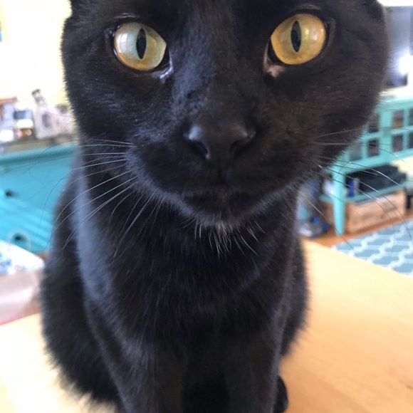 Meet your Posher, Lizzie - Picture 6 of 7